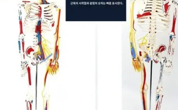 망설일수록 손해보는 근골격해부학 추천 베스트8