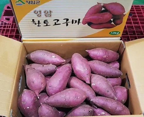 나만 보고 싶은 영암 특등급 꿀고구마 4kg 4kg 추천상품