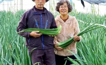 나만 보고 싶은 알로에베라 추천 베스트8