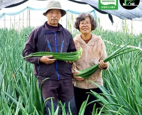 나만 보고 싶은 알로에베라 추천 베스트8