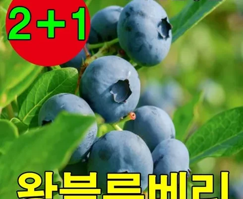 나만 빼고 다 아는 블루베리묘목 추천상품